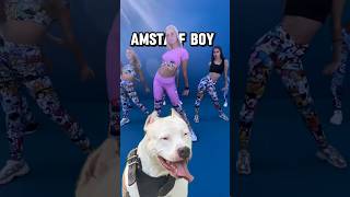 Amstaff Boy #amstaff #амстафф #dog #pitbull #собака #тренд #шортс