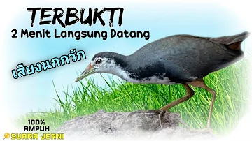 SUARA PIKAT RUAK RUAK PALING AMPUH