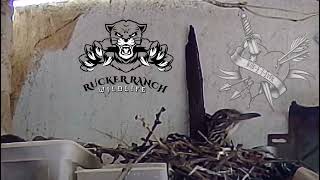 This is my first video for this channel. Welcome to Rucker Ranch! I hope you enjoy our wild life!