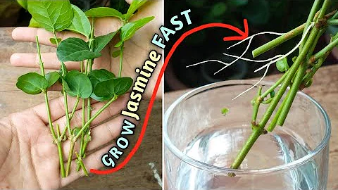 Grow Jasmin FAST// How to Grow Jasmin from Cutting with UPDATE// Arabian Jasmine Plant - DayDayNews