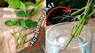 Grow Jasmin FAST// How to Grow Jasmin from Cutting with UPDATE// Arabian Jasmine Plant screenshot 5