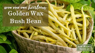 Sow Right Seeds | Grow Golden Wax Bush Bean from Seed