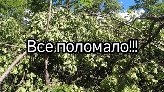 В лесу капец. Ураган, поломало все деревья. Берлогу захватили...