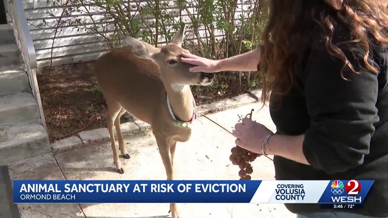 Wildlife sanctuary in Ormond Beach faces foreclosure despite paying rent