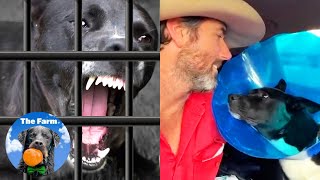 Watch What Happens When This Shelter Dog Gets the Surgery He Needs ...  | The Farm