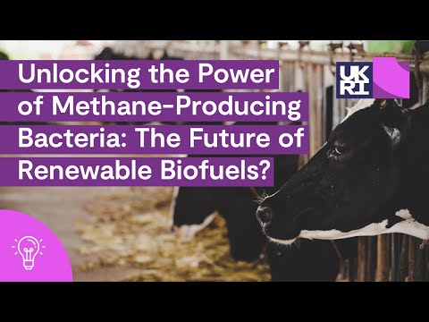 How to make biofuel from bacteria