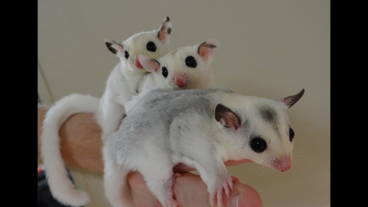 Newborn Sugar Glider