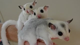 The Pet Glider: A Family Portrait of Cute Mosaic Sugar Gliders