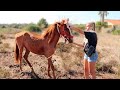 This foal doesn't know what it's like to be free... | Algarve Horse Alarm #4