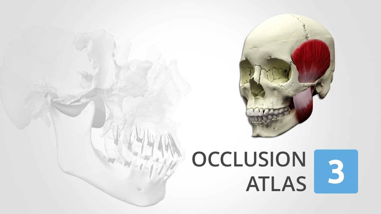 3D Occlusion Atlas 3 | eHuman