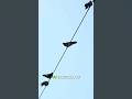 Birds AMAZINGLY Defy Electrocution on Power Lines Every Time?