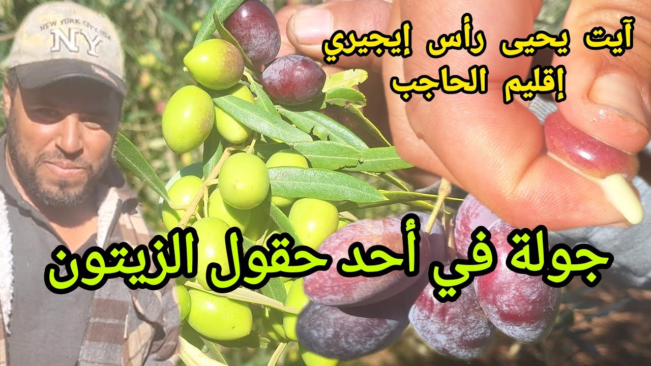 جولة في حقل للزيتون برأس إيجيري للتقرب من إنتاج غلة الزيتون و التعرف على أصناف الزيتون بهذا  الحقل 