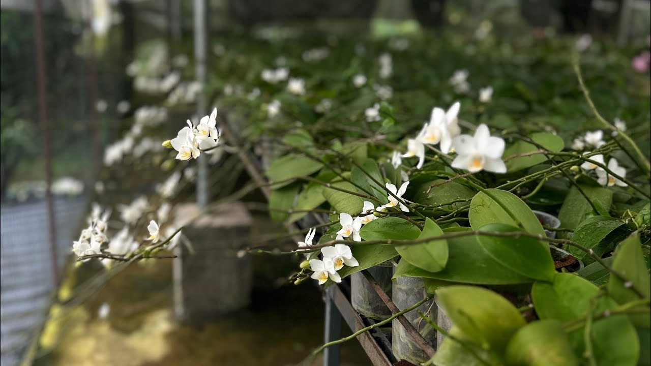 Tips for Growing Phalaenopsis Seedlings to budding stage