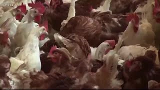 Eye on Agriculture Avian Flu
