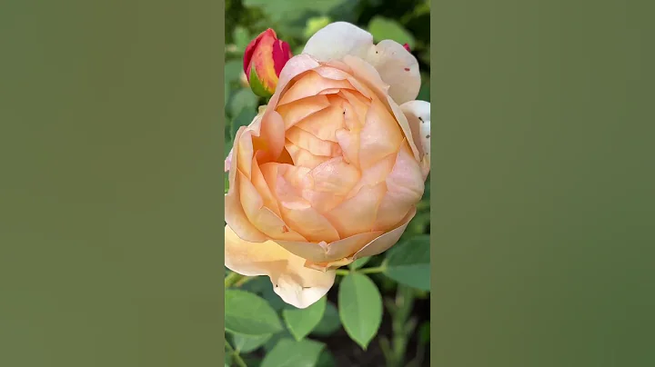 Lady of Shallot in my Garden - DayDayNews