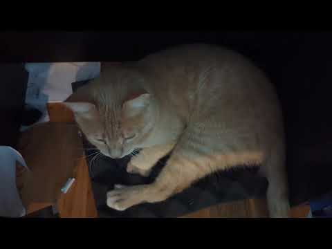 Kyo just being Cute