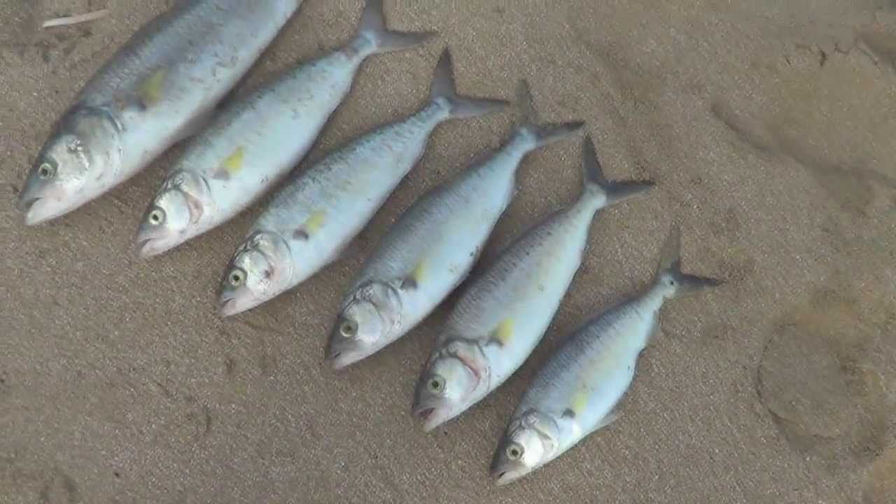 Surf fishing Australia! YouTube