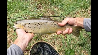 Autumn Fly Fishing for Big Trout #29