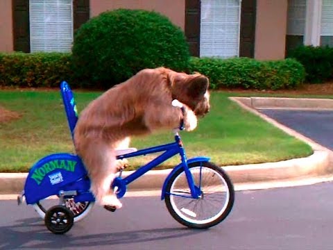 how to take dog on bike ride