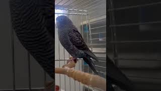 Blackface blackwing budgerigars