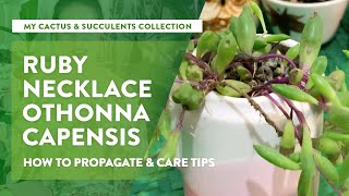 Ruby Necklace or Othonna Capensis : Propagation & Care Tips