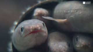 かんさいアニマルズ　須磨海浜水族園のマアナゴ
