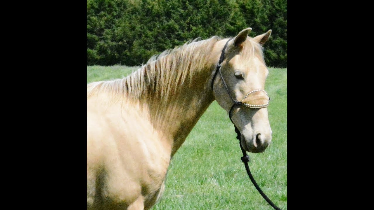 Beautiful Amber Champagne Gaited Trail Horse for Sale Cam YouTube
