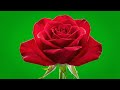 Cinematic Flower Green Screen Overlay: Beautiful Floral VFX for Your Videos