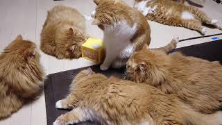 Cats gether around a "GUDETAMA" bank　ぐでたまの貯金箱に群がる猫