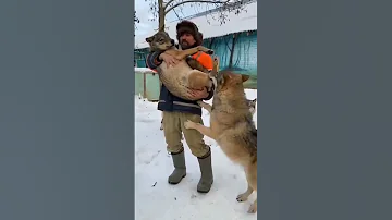 Что сделал этот волк после?