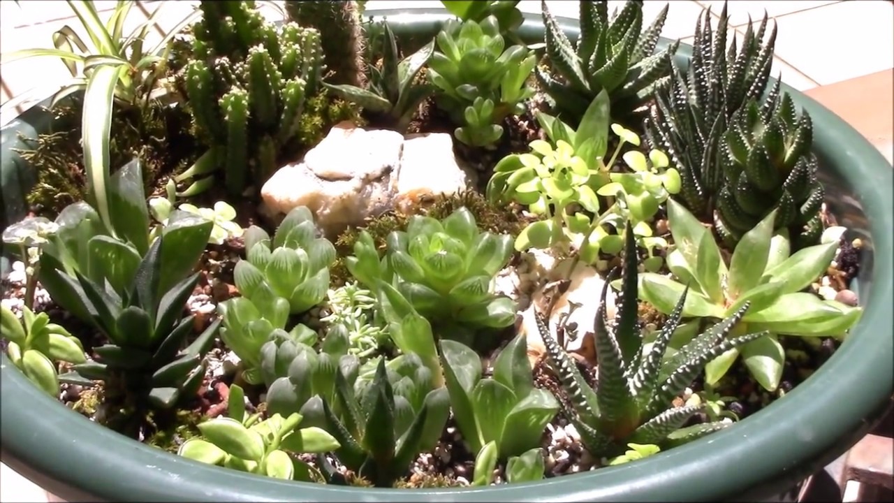 多肉植物ハオルチアhaworthia夏越しsucculent Plants Youtube