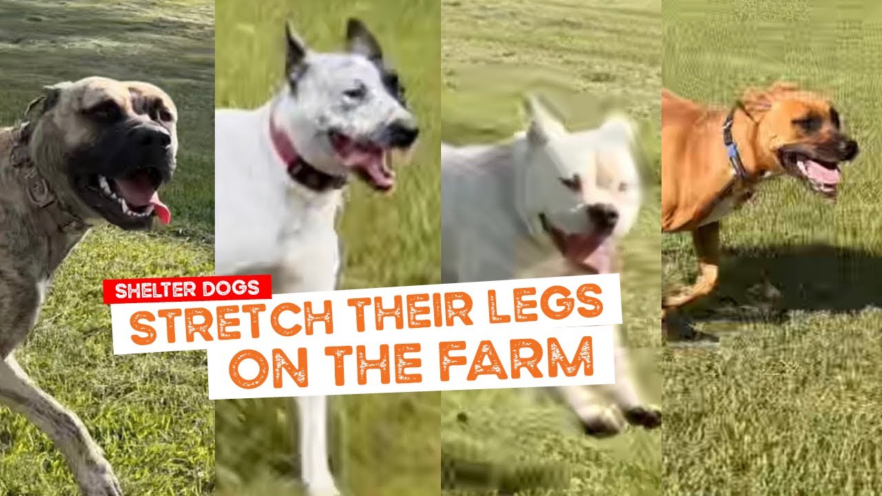 It’s Exercise Saturday for the Shelter Dogs after their first week of Training at the Farm YouTube