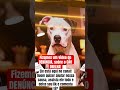 Ajude -nos a AJUDA-lo #justicapeloorelha #trioparadafofura #luludapomerania #cachorro #pitbull