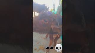 #ganjaactivist #ganjaa #buffaloes #trending #entertainment #memes #gyan #funny #comedy  #viralnow