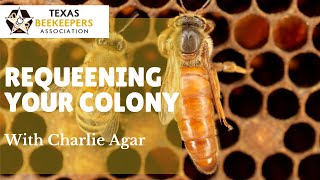 ReQueening Feisty Colonies with Charlie Agar