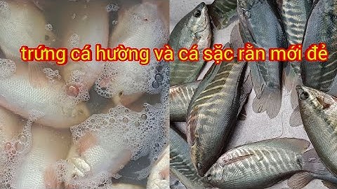 kỹ thuật ép cá sặc rằn và cá hường