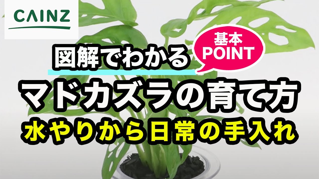 マドカズラの育て方 カインズ植物図鑑 Youtube