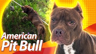 PIT BULL: carinhoso ou agressivo? | Guia de Raças Baw Waw