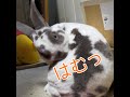 うさぎの変顔　#うさぎ　#背中　#はむはむ