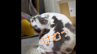 うさぎの変顔　#うさぎ　#背中　#はむはむ