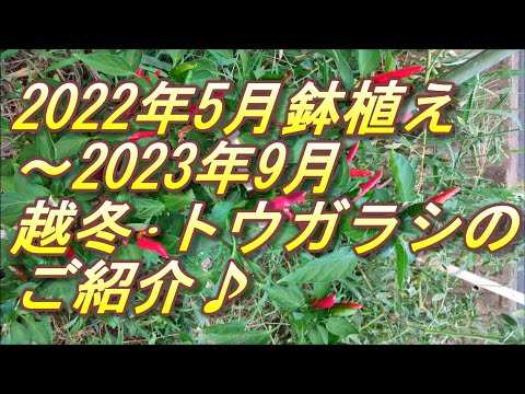 12月から始める唐辛子の室内栽培、知ってる？メリットと成功のコツ