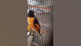 Masteran murah Mantenan Himalaya gacor cocok untuk masteran #mantenan #mantenangacor #burung