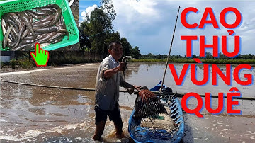 Unique Catching of Snakehead Fish and Perch #1 | Rhythm of Life