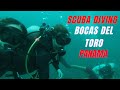 Bocas Del Toro Panama Best Scuba Diving: Panama Dive School experience!