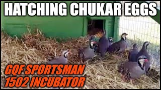 Hatching Chukar Partridge Eggs | GQF Sportsman 1502 Incubator
