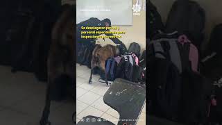 🔴⚠️ ¿Amenazas reales o solo viralidad? 🤔Esto es lo que está pasando en escuelas de #Tamaulipas 🎒📱