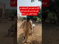 گائے نے غصے میں آکر پیچھے سے اتنی شدت سے ٹکر ماری کسان کھرلی میں جا گرا  