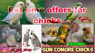 Hand feeding chicks at low cost with more offers✨