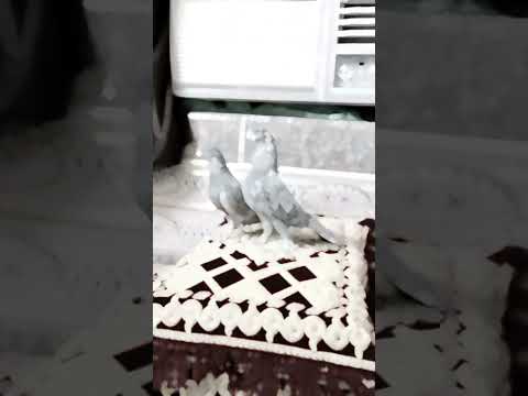 صطح طيور تور متابعه لايك 