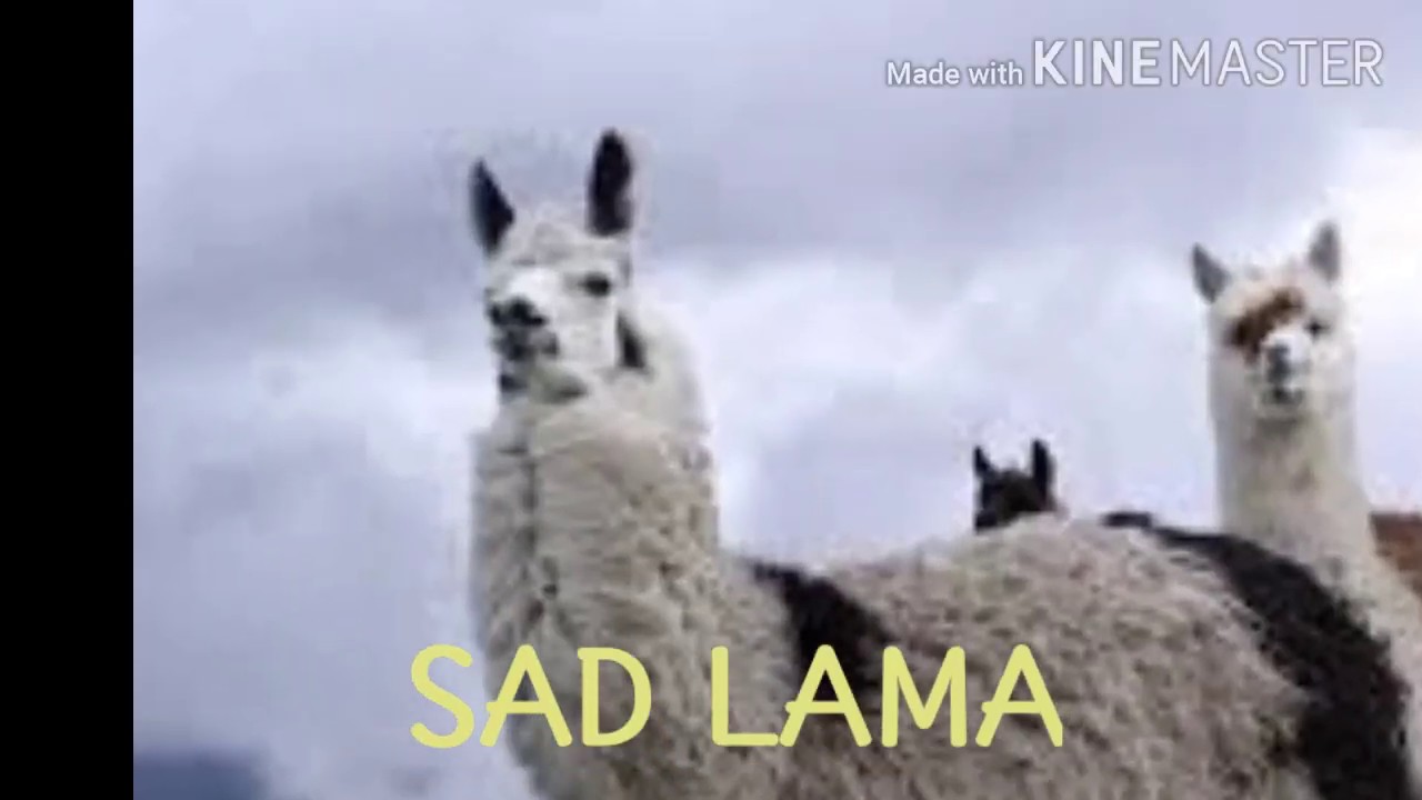 Песня лама мама а4 слушать. Хэппи лама СЭД лама. Мама лама песня. Happy Lama Sad Lama текст. Лама лама а4 песня.